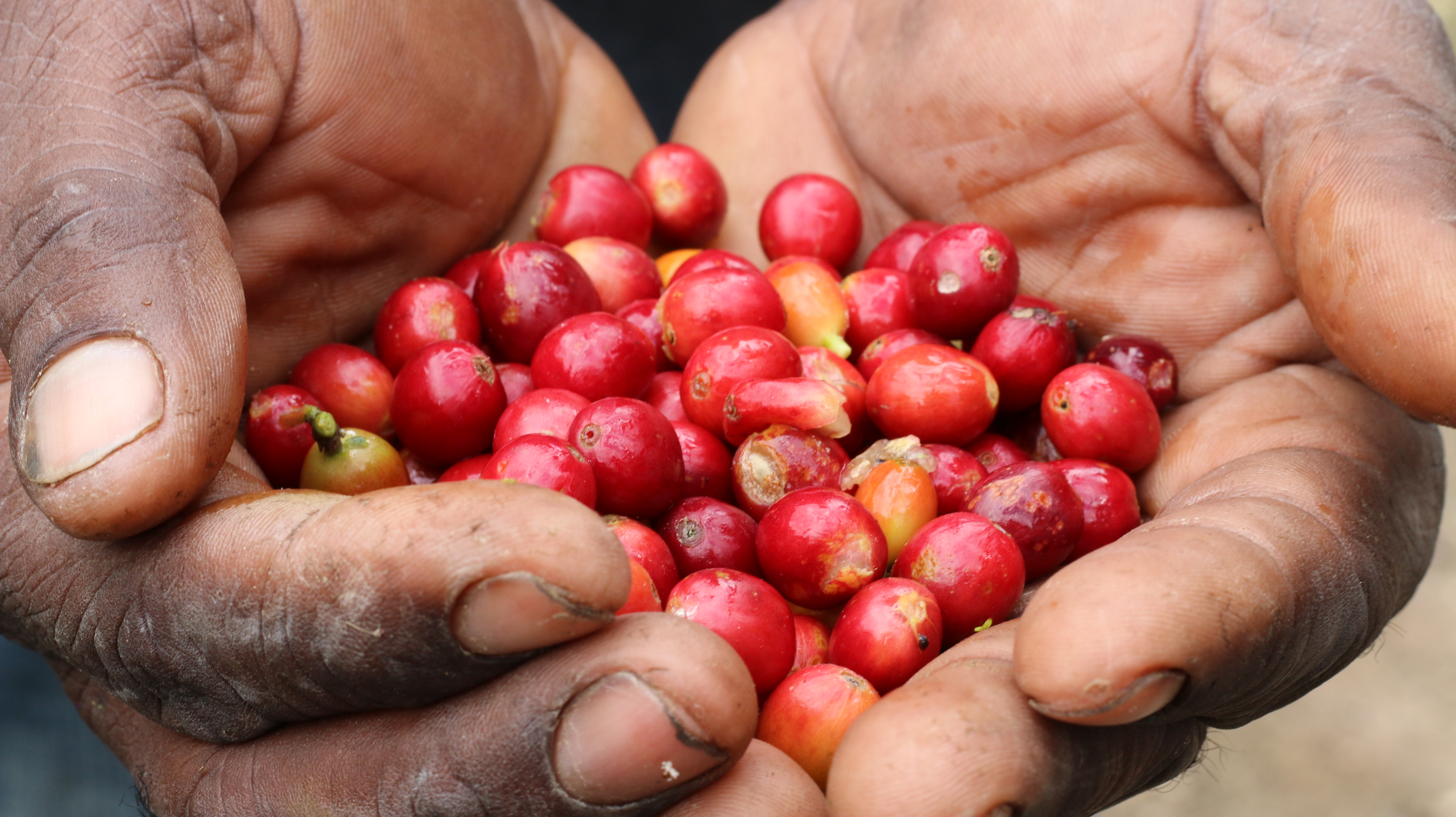 Cafe Imports Jamaican Coffee Farmers Association Grade 1 (Barrel)