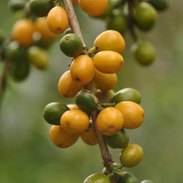 VARIETIES Small Bag Specialty Green Coffee La Bodega